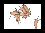 Rat World